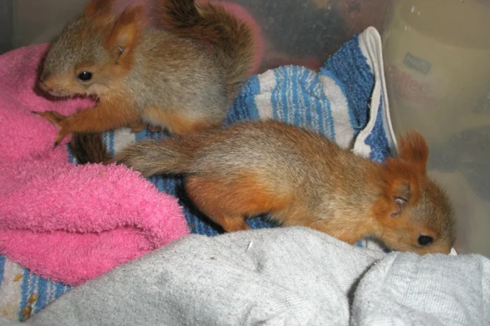 Домашня білка, білки в асортименті- фото № 1