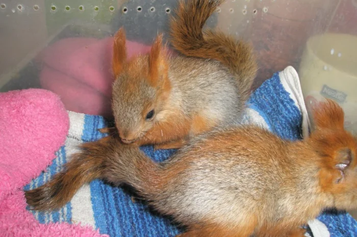 Домашня білка, білки в асортименті- фото № 2