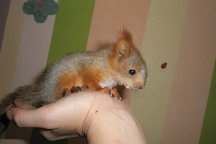 Домашня білка, білки в асортименті- фото № 3