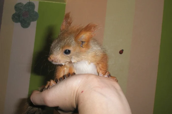 Домашня білка, білки в асортименті- фото № 4