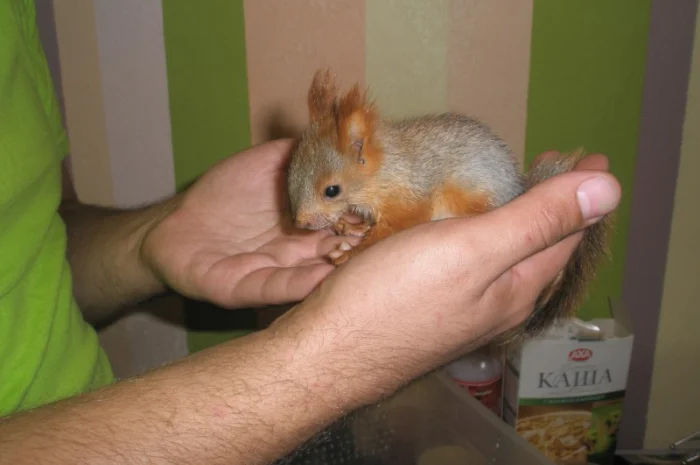 Домашня білка, білки в асортименті- фото № 5