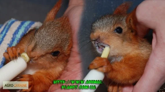 Домашня білка, білки в асортименті- фото № 6