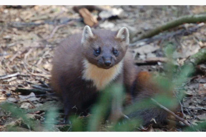 Куплю шкіри куниці лісова Кам'янка- фото № 2