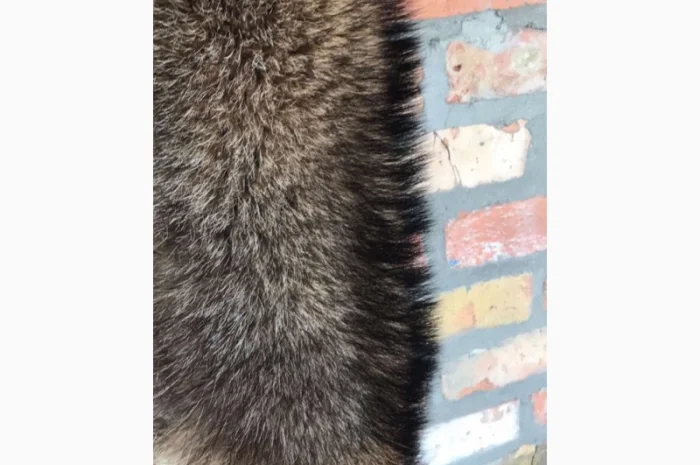 Продам выделанные шкуры енота- фото № 1