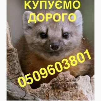 Купуємо шкіри куниці по усій Україні ДОРОГО- фото № 1