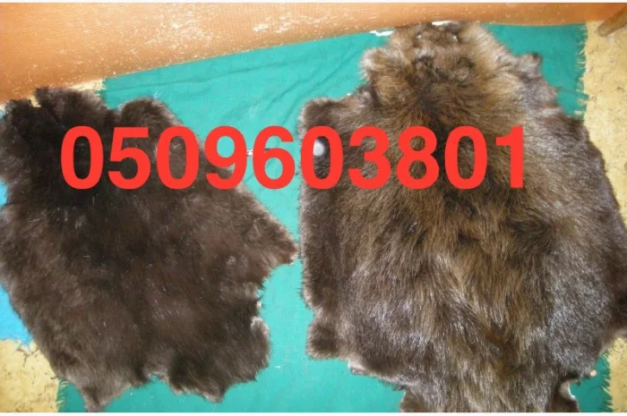 Куниця лісова і камʼянка НАЙДОРОЖЧЕ КУПУЄМО- фото № 2