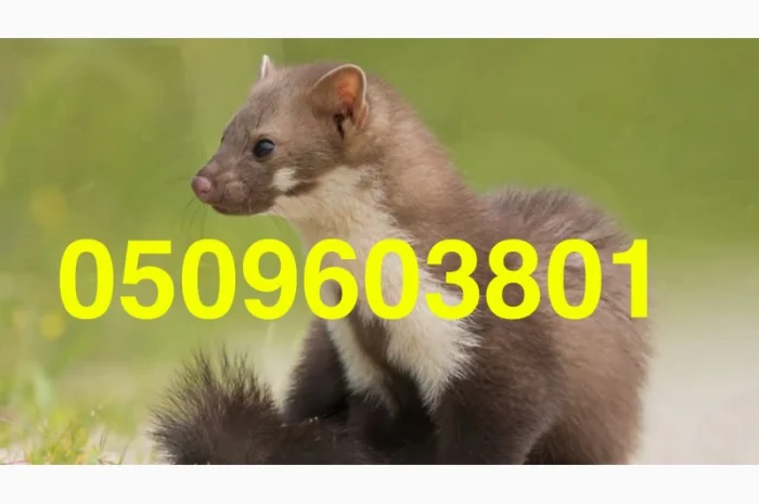 Закупівля хутра куниці/куниця шкіри хутро ДОРОГО по усій Україні- фото № 1