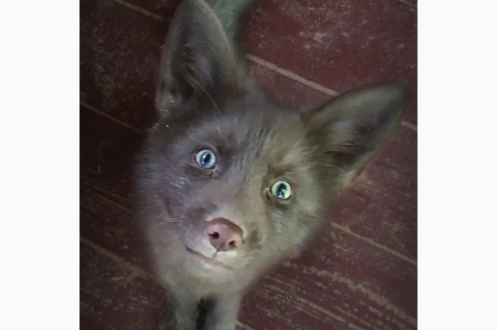 Шоколадные лисята. Бургунди лиса, лис, лисица- фото № 1