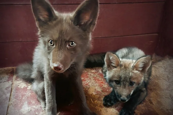 Шоколадные лисята. Бургунди лиса, лис, лисица- фото № 2