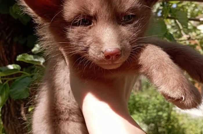 Шоколадные лисята. Бургунди лиса, лис, лисица- фото № 3