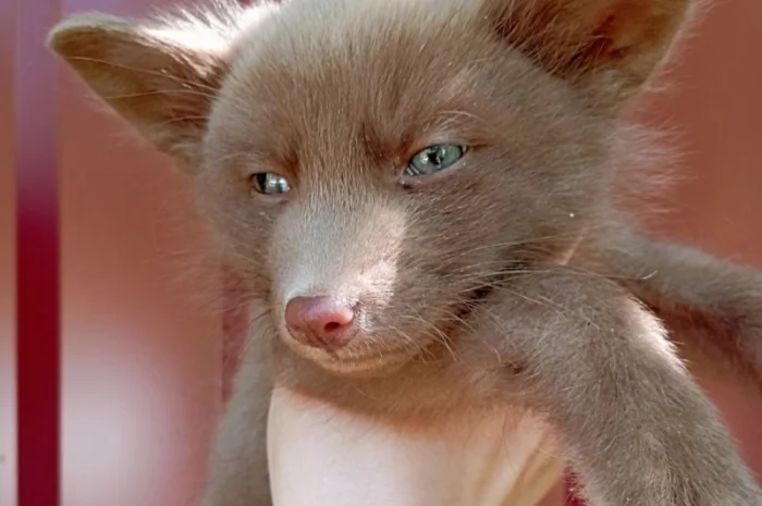 Шоколадные лисята. Бургунди лиса, лис, лисица- фото № 5