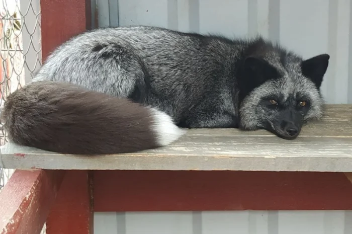 Чернобурка. Черно-серебристая лиса, лисенок, лисята, лисы- фото № 1