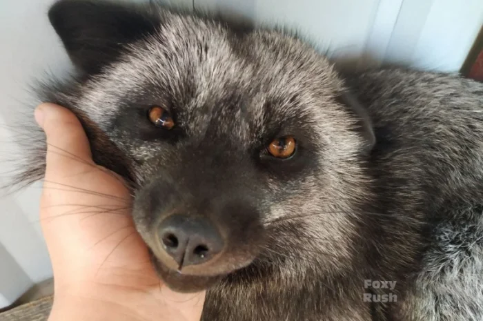 Чернобурка. Черно-серебристая лиса, лисенок, лисята, лисы- фото № 3