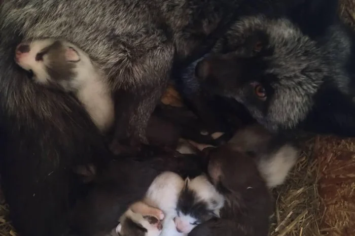 Чернобурка. Черно-серебристая лиса, лисенок, лисята, лисы- фото № 5