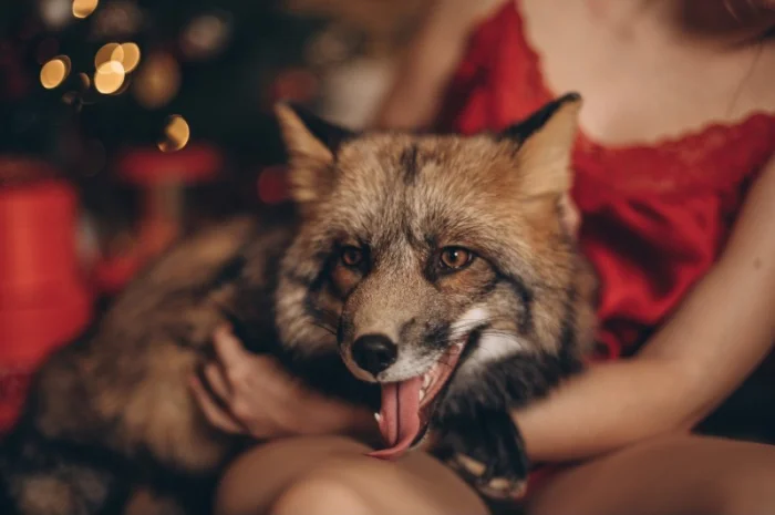 Лисята рыжие, лиса окрас Смокки- фото № 3