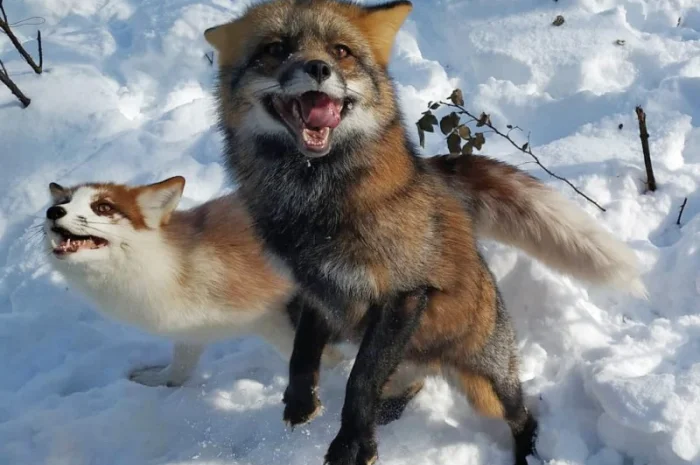 Лисята рыжие, лиса окрас Смокки- фото № 4