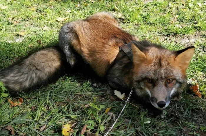 Лисята рыжие, лиса окрас Смокки- фото № 5