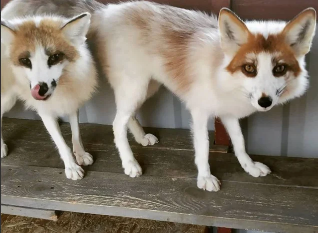 Лиса, лисята белые. Окрас белый мрамор- фото № 1