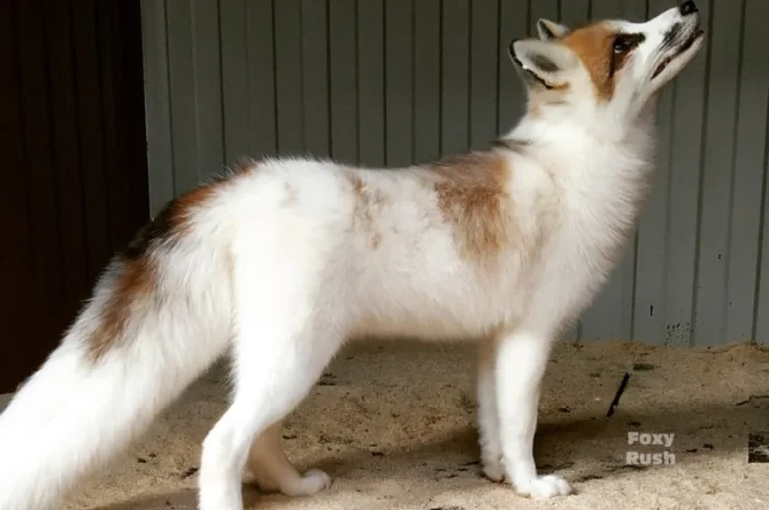 Лиса, лисята белые. Окрас белый мрамор- фото № 2