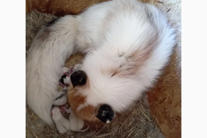 Лиса, лисята белые. Окрас белый мрамор- фото № 3