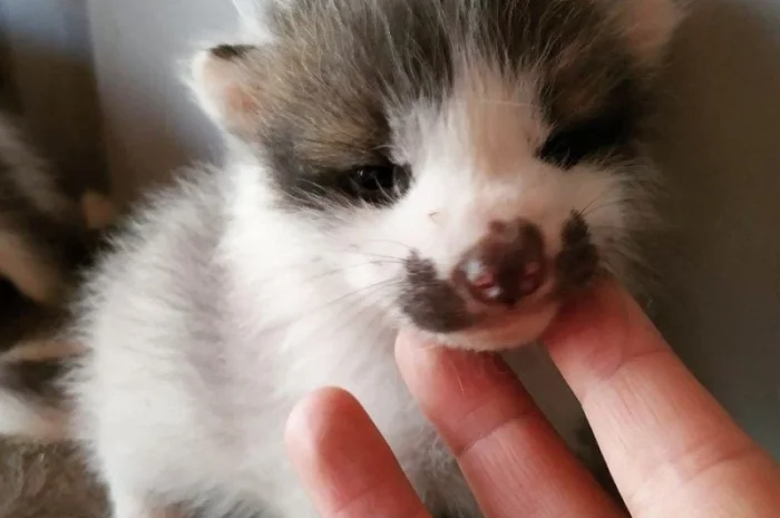 Лиса, лисята белые. Окрас белый мрамор- фото № 4