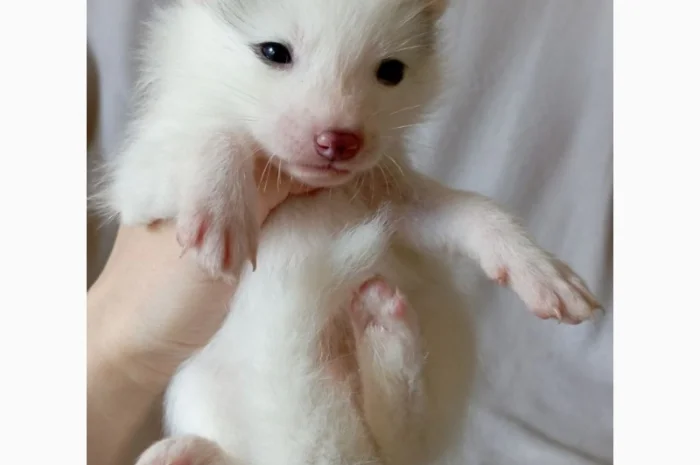 Лиса, лисята белые. Окрас белый мрамор- фото № 5