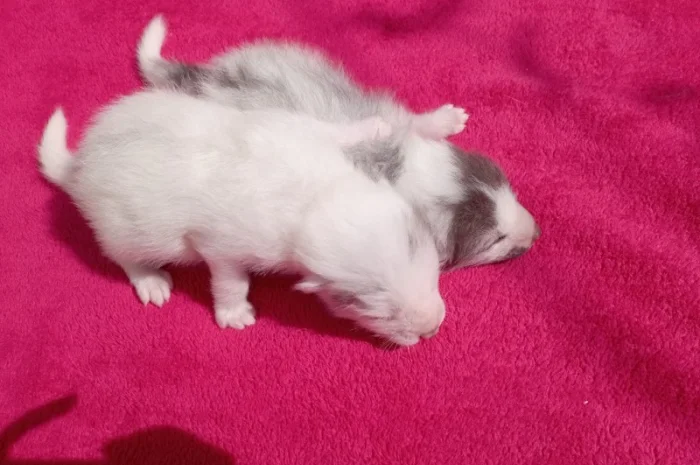 Лиса, лисята белые. Окрас белый мрамор- фото № 6