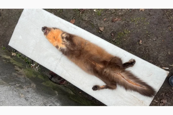 Купуємо шкіри куниці та інших пухнастих звірів в Івано-Франківську- фото № 1