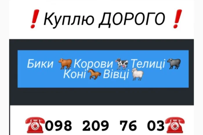 Куплю ВРХ у Вінниці та області- фото № 1