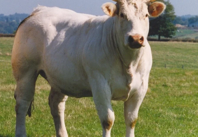 Куплю ВРХ: коров, коней, бычков, телиц и телят на мясо и для содержания- фото № 2