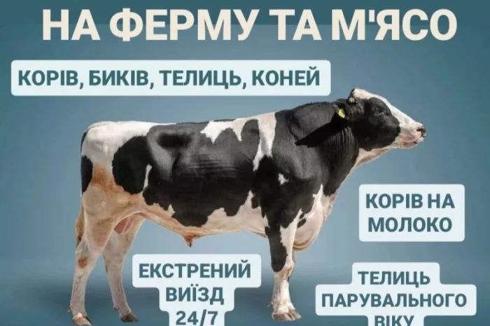 Куплю ВРХ: коров, коней, бычков, телиц и телят на мясо и для содержания- фото № 3