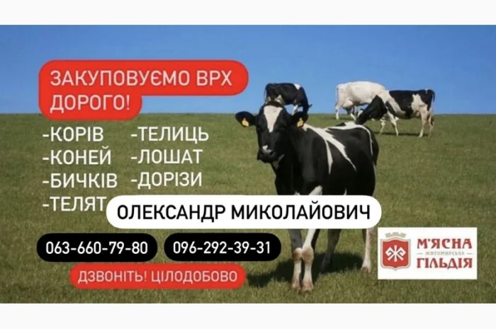 Закупка ВРХ и коней на мясо и содержание- фото № 1