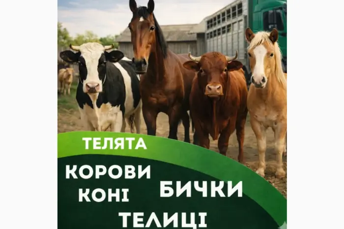 Закупаем врх на мясо и на содержание. коровы. кони. бычки.телицы.телята- фото № 1