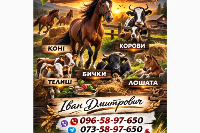 Закупаем ВРХ: коровы, бычки, телята и лошади- фото № 1