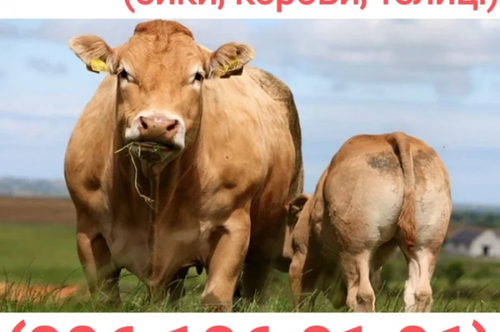 Куплю ВРХ (коров, быков, телят)- фото № 1