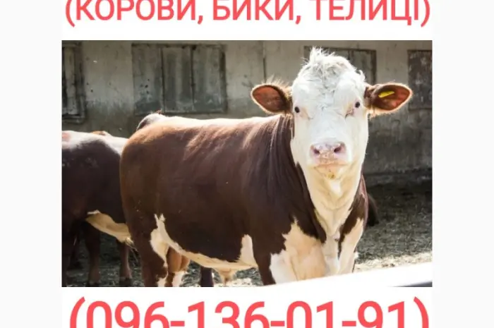 Куплю скот (быки- фото № 1