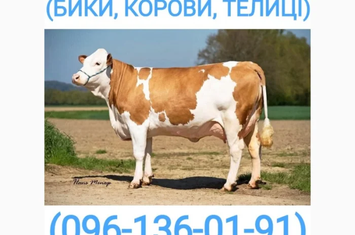 Куплю молочных телят в Виннице- фото № 1