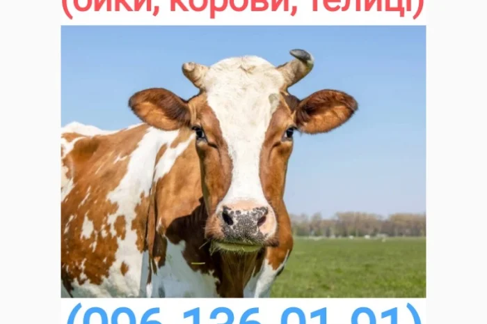 Куплю худобу в Винницкой области- фото № 1