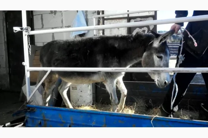 Перевезу Вашу худобу по Україні (корови, свині, вівці, кози)- фото № 3