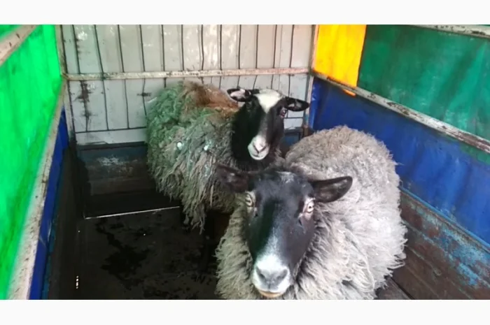 Перевезу Вашу худобу по Україні (корови, свині, вівці, кози)- фото № 4