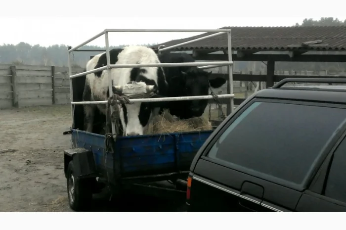 Перевезу Вашу худобу по Україні (корови, свині, вівці, кози)- фото № 6