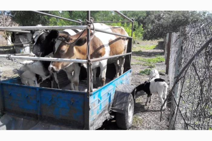 Перевезу Вашу худобу по Україні (корови, свині, вівці, кози)- фото № 7