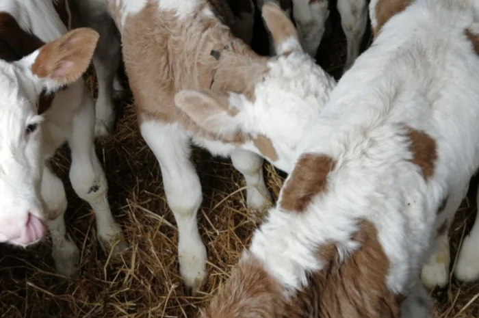 Продаються телята м'ясного напрямку- фото № 1