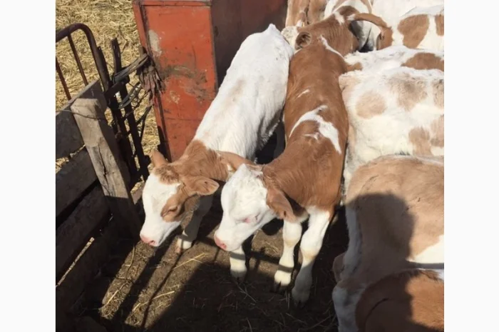 Продаються бички та телята від 2 тижнів до 2 місяців- фото № 1