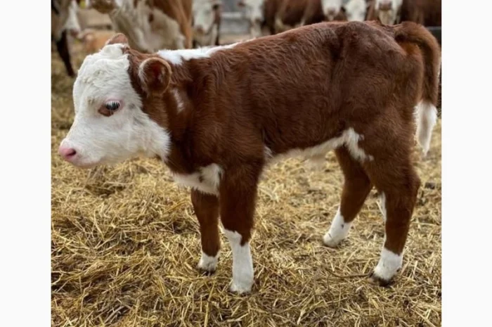 Телята бички і телиці сементал голштини на продажу- фото № 1