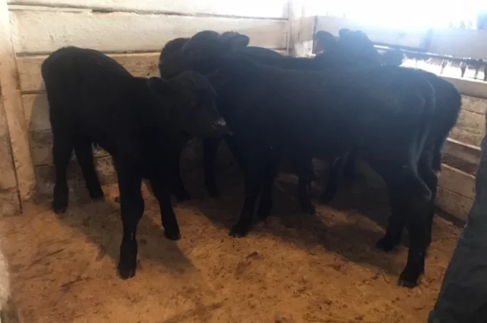 Бычки телята мясных пород на продажу- фото № 1