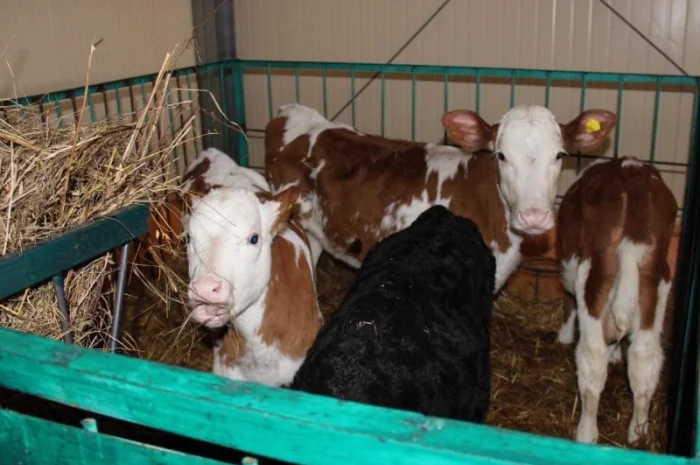 Продаж телят симентальської породи- фото № 1