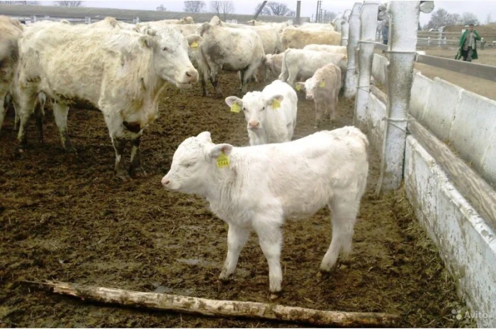 Продаются бычки и телята породы Швиц- фото № 1