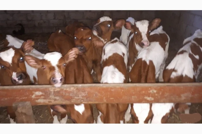 Телята и бычки различных пород на продажу- фото № 1