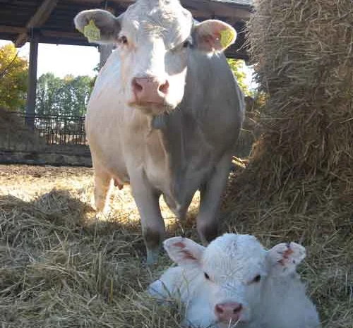 Продаються бички від двох тижнів до 1,5 місяців- фото № 1